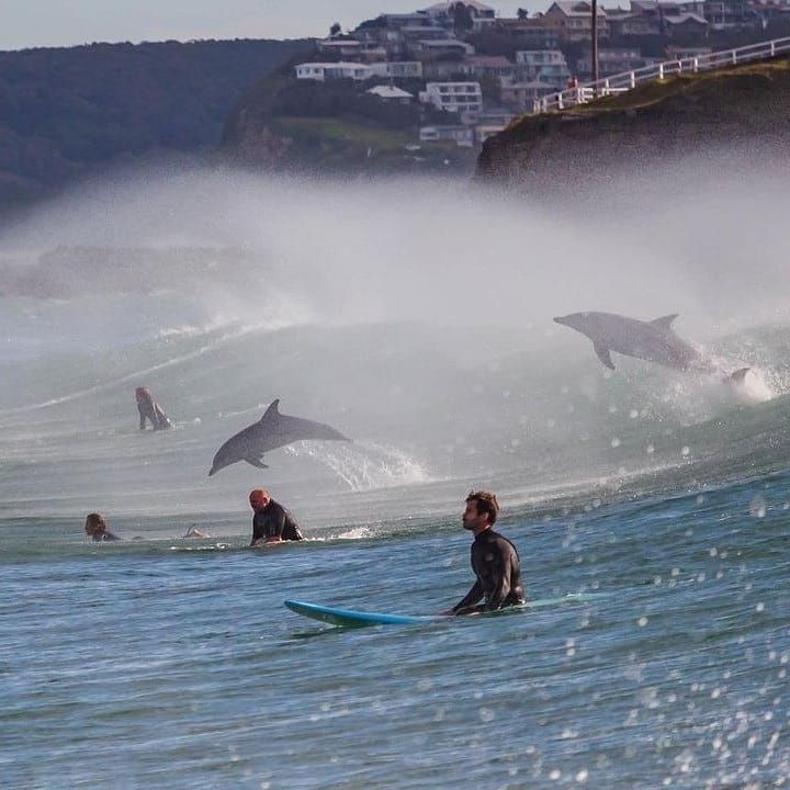¿Qué hacer si un animal marino se te acerca mientras surfeas?